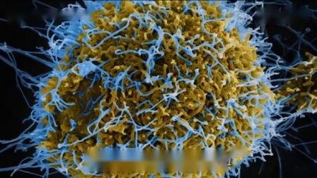 依波拉病毒在线观看,揭秘致命疫情背后的惊心动魄