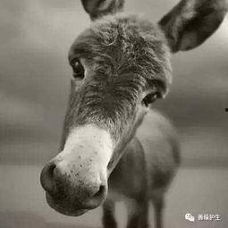 沈猛爆料老驴视频,老驴视频背后的惊人真相