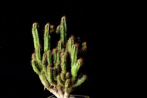 2024年最新植物爆料,揭秘神秘植物新种与生态奇迹